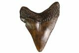 Juvenile Megalodon Tooth - Georgia #158825-1
